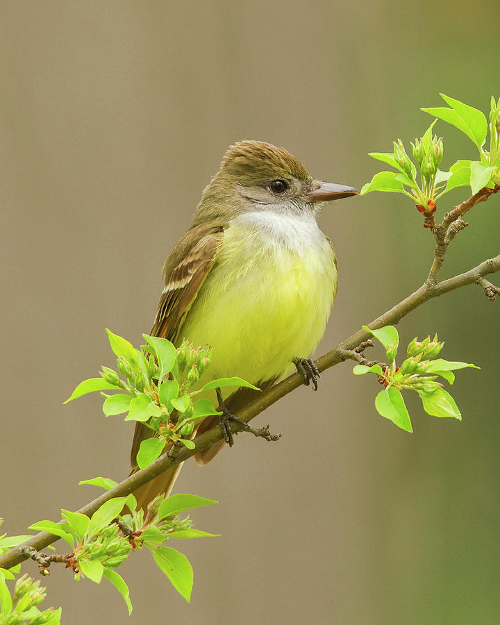 Great Crested Flycatcher Photograph by Timothy McIntyre
