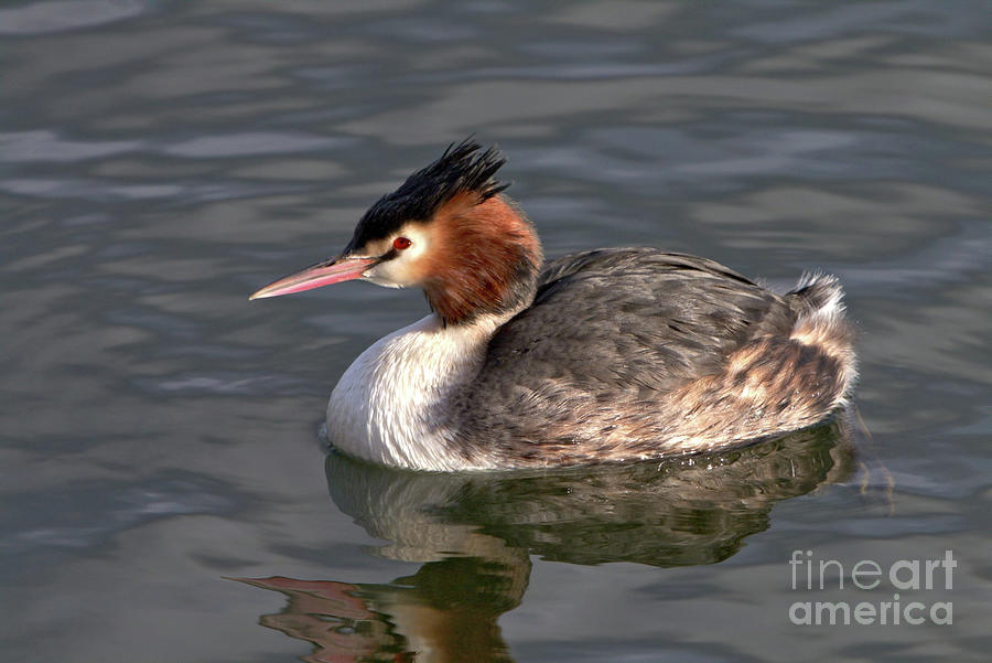 Great Crested Grebe Photograph by Baggieoldboy