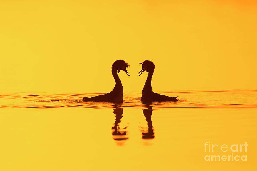 Great Crested Grebes at Sunrise Photograph by Arterra Picture Library