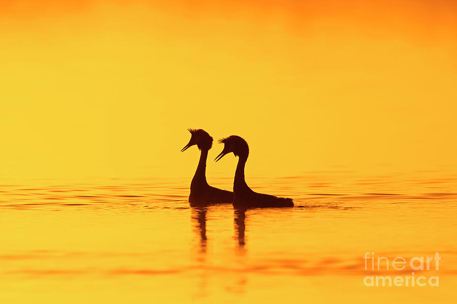 Great Crested Grebes Courting Photograph by Arterra Picture Library