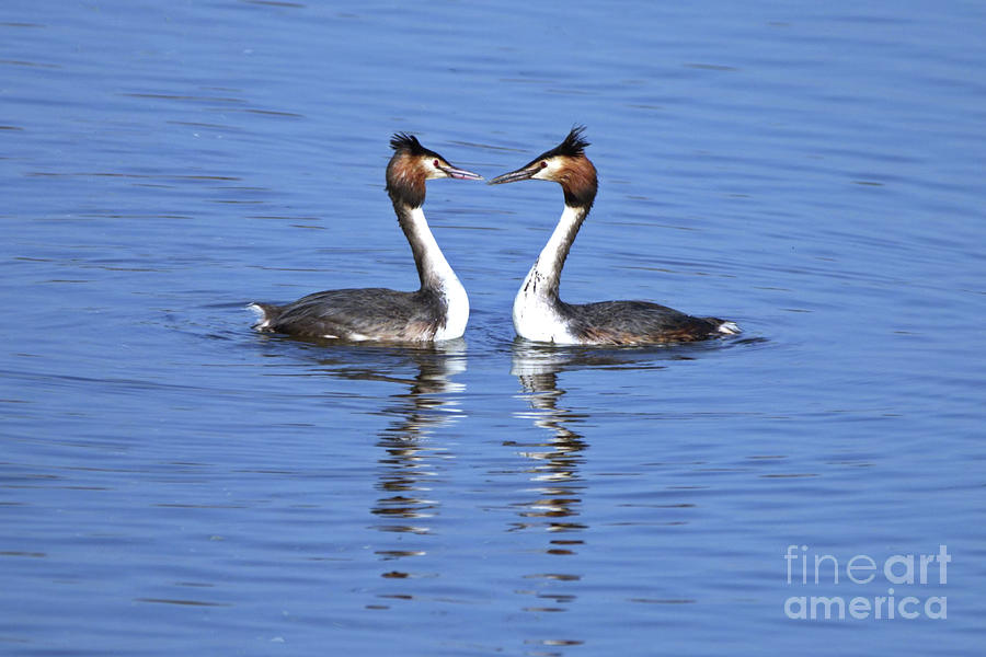 Great Crested Grebes Photograph by Baggieoldboy