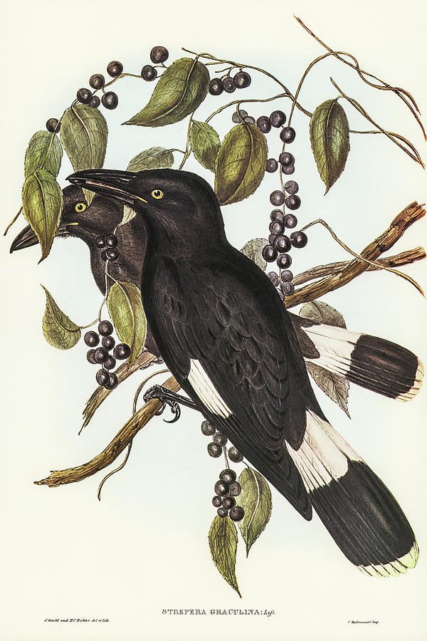 John Gould Drawing - Great Crow-Shrike, Strepera graculina by John Gould