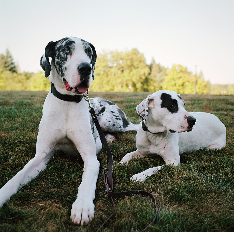 Great Dane and Pit Bull Mix Lying on Grassy Lawn Photograph by Danielle D. Hughson