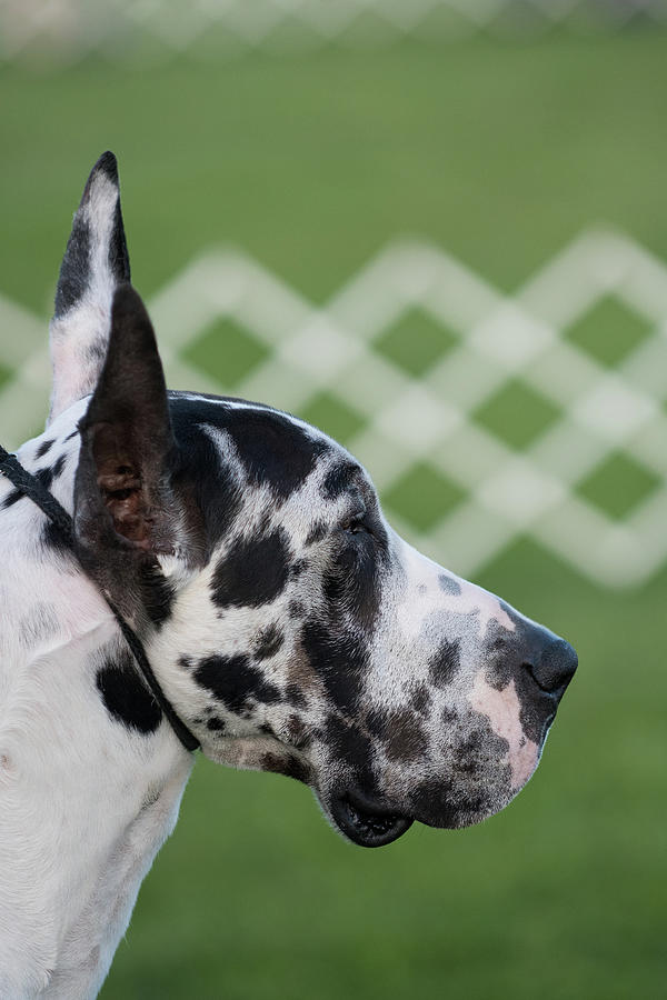 Great Dane Headshot Photograph by Kyle Reynolds - Fine Art America