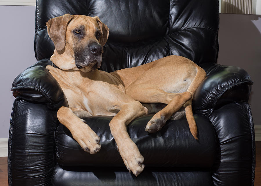 Great dane in leather chair Photograph by Darren Boucher