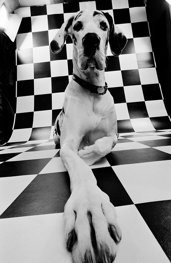 Great Dane on chequred background Photograph by David Trood