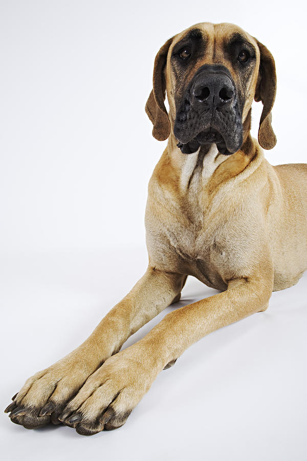 Great Dane. Studio shot against white background. Owned by Fairmoor Great Danes of South Africa. The Great Dane is spirited, courageous, always friendly and dependable, and never timid or aggressive. Photograph by Martin Harvey