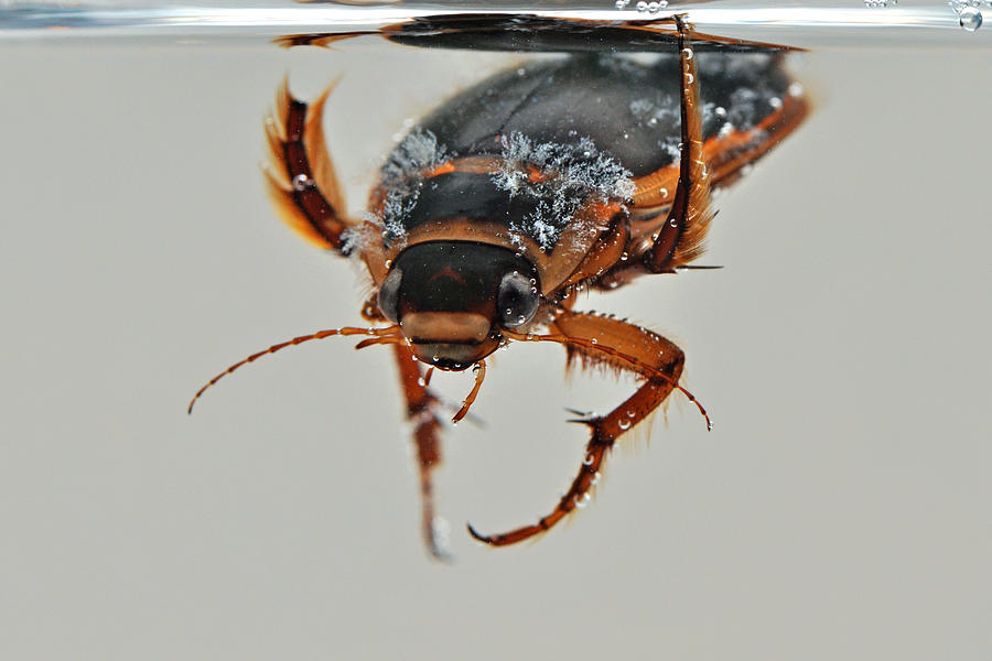 Great Diving Beetle Photograph by Robert Trevis-Smith