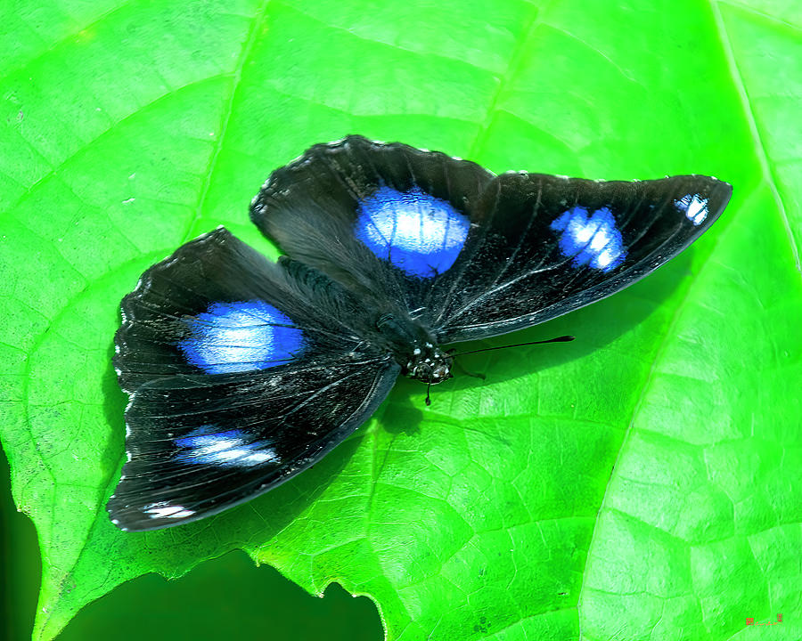 Great Eggfly Butterfly DTHN0324 Photograph by Gerry Gantt