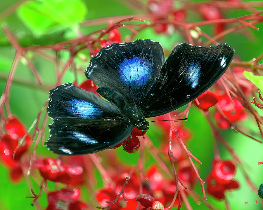 Great Eggfly Butterfly DTHN0325 Photograph by Gerry Gantt