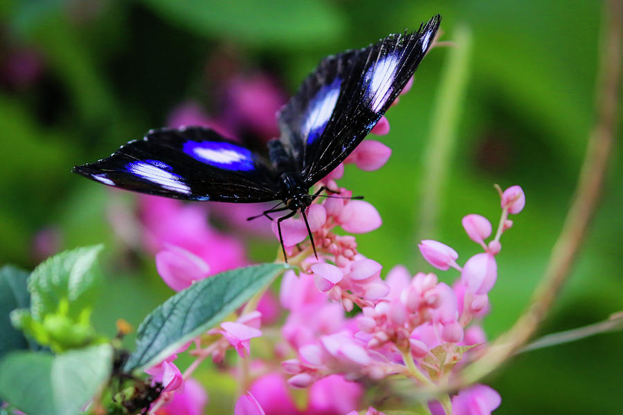 Great Eggfly Butterfly on Pink Flowers Photograph by Dawn Richards