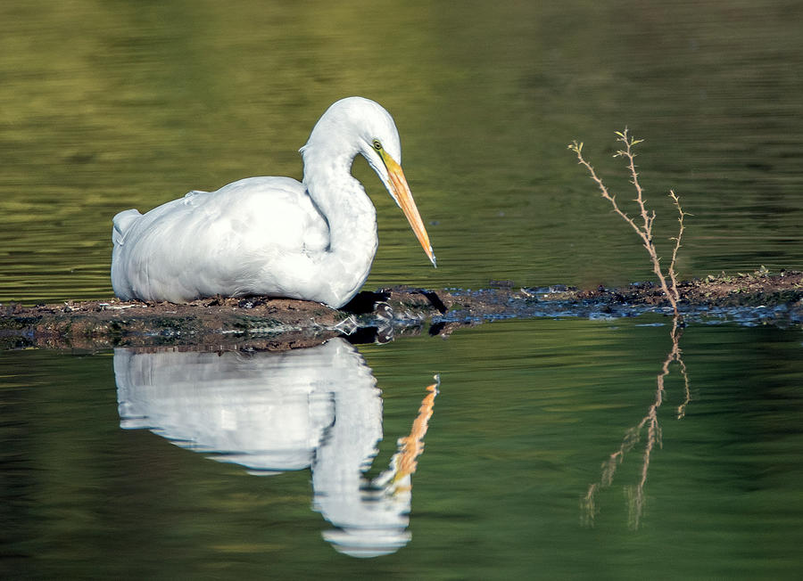 Great Egret 0336-102521-2 Photograph by Tam Ryan