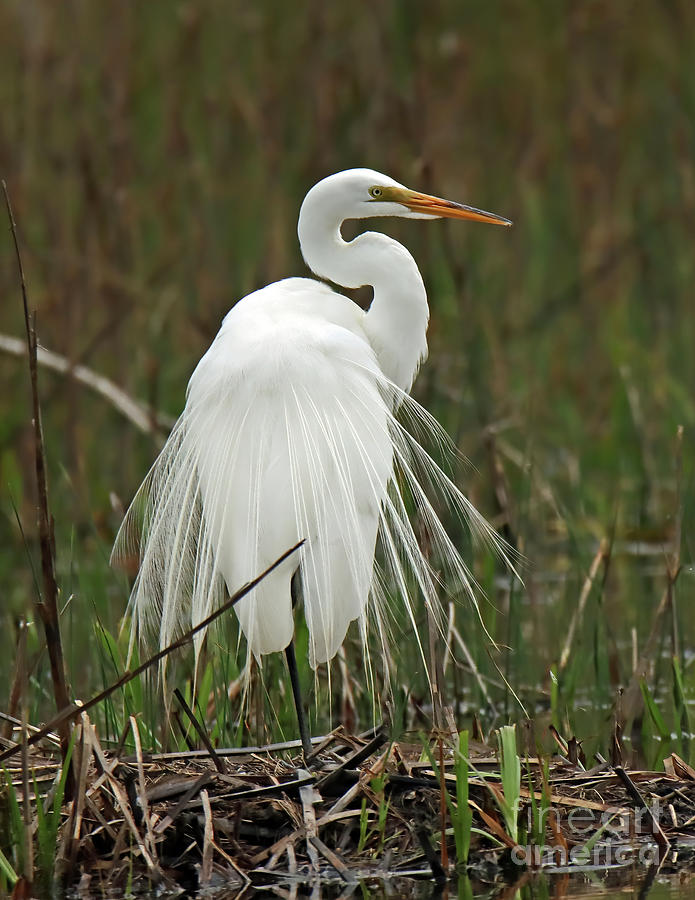 Great Egret 06 Indiana Photograph by Steve Gass - Fine Art America