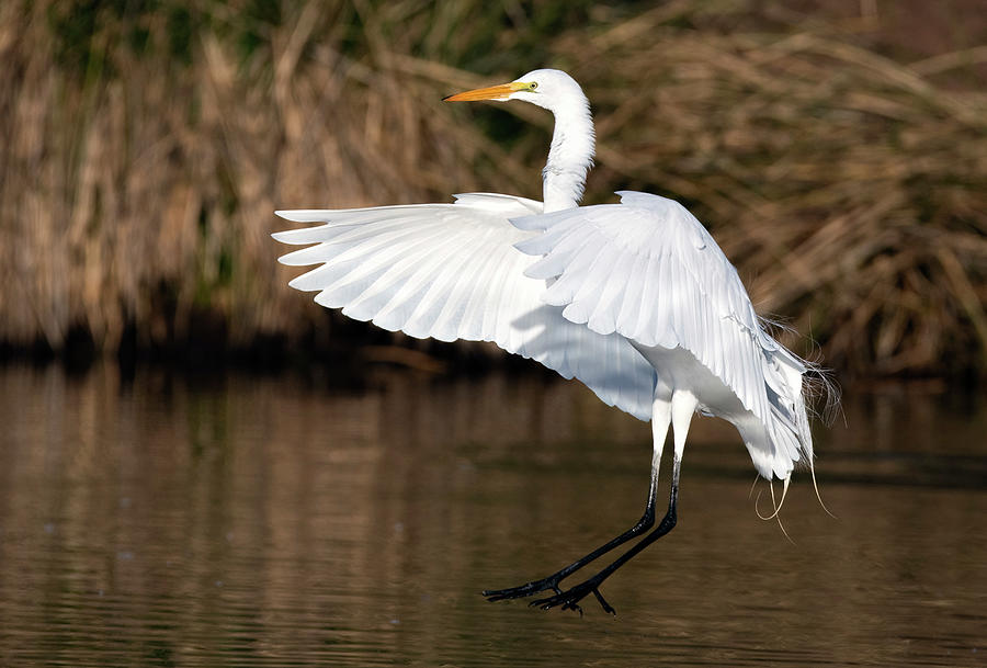 Great Egret 0700-011322-2 Photograph by Tam Ryan