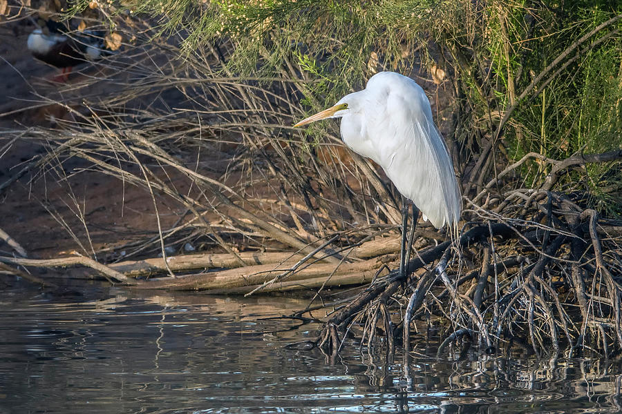 Great Egret 0906-020821-2 Photograph by Tam Ryan