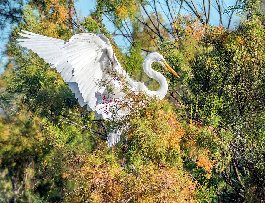 Great Egret 1131-122919-2 Photograph by Tam Ryan