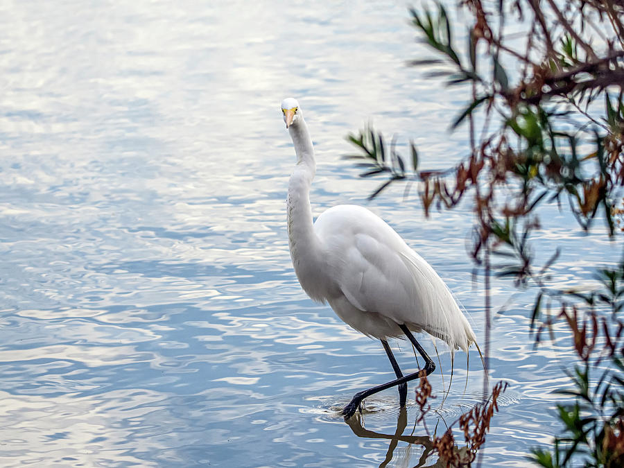 Great Egret 1163-021021-2 Photograph by Tam Ryan