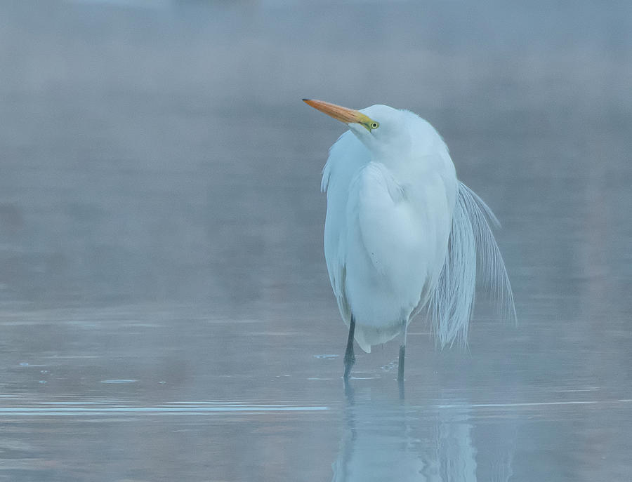 Great Egret 1288-021520-2 Photograph by Tam Ryan