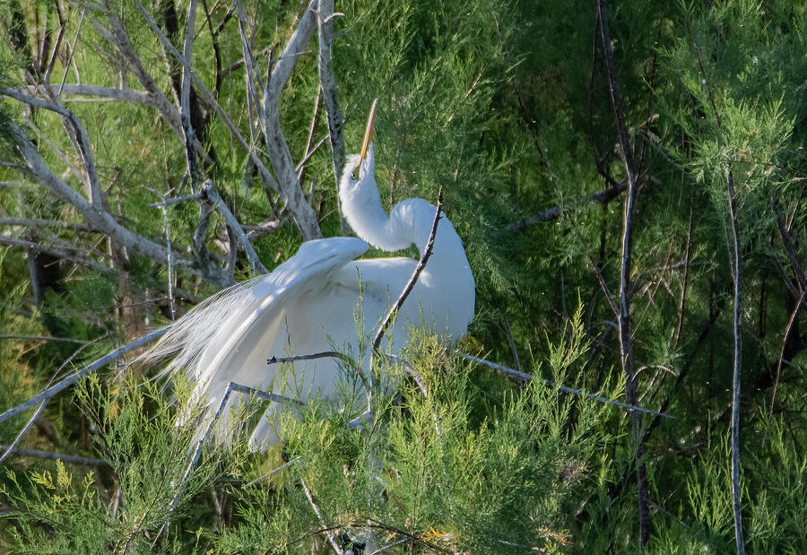 Great Egret 1386-041021-4 Photograph by Tam Ryan