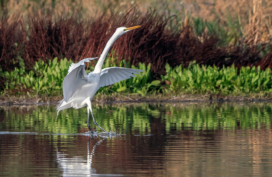 Great Egret 1447-122320 Photograph by Tam Ryan