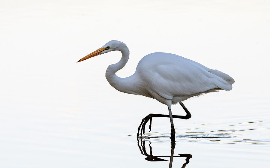 Great Egret 1606-110721-2 Photograph by Tam Ryan