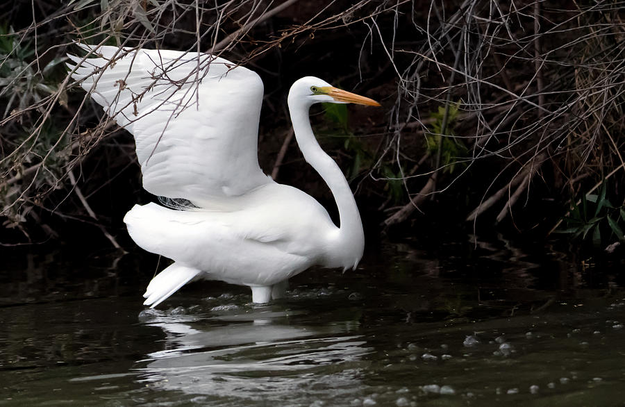 Great Egret 1711-122420-2 Photograph by Tam Ryan