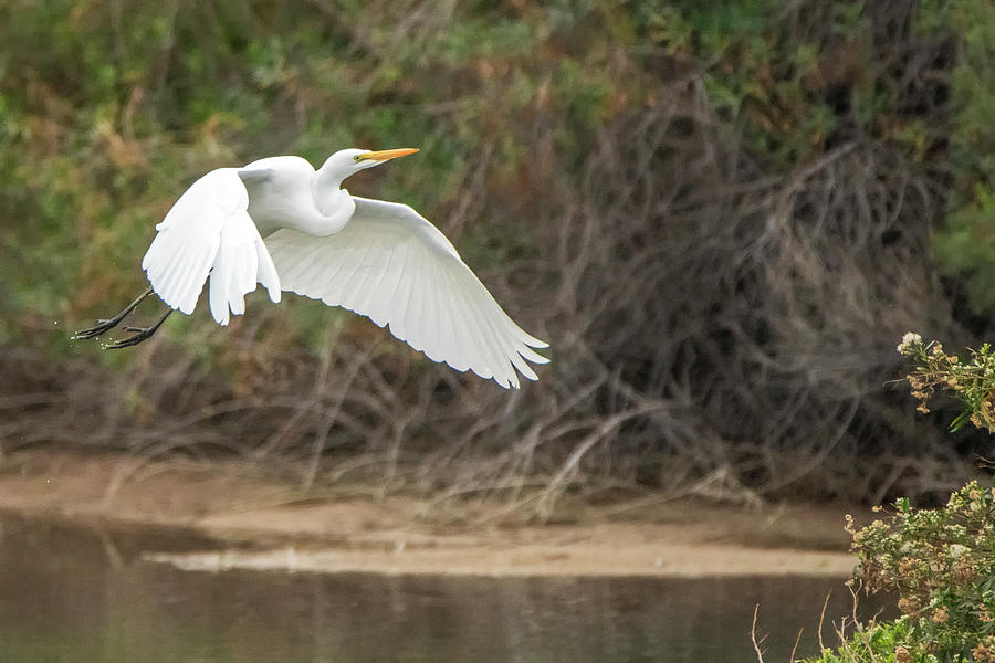 Great Egret 1718-022120-2 Photograph by Tam Ryan