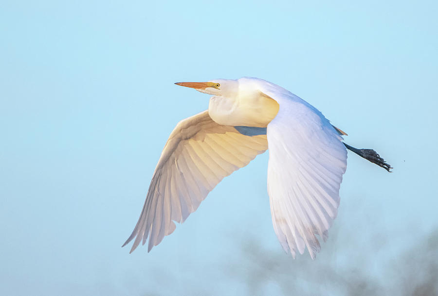 Great Egret 1949-010120-3 Photograph by Tam Ryan