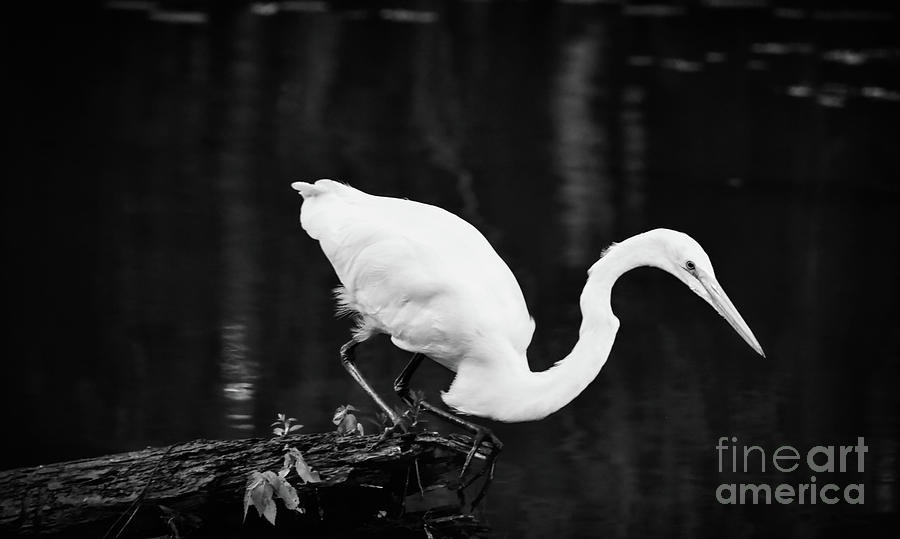 Great egret 2 #blackwhite Photograph by Andrea Anderegg