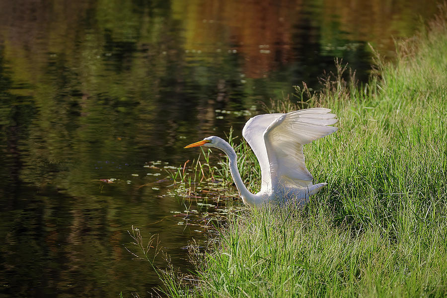 Great Egret Getting Ready Photograph