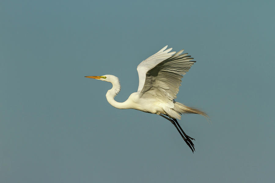 Great Egret 2014-12 Photograph by Thomas Young