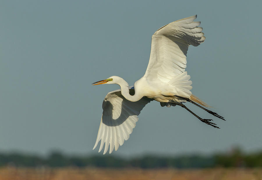 Great Egret 2014-13 Photograph by Thomas Young