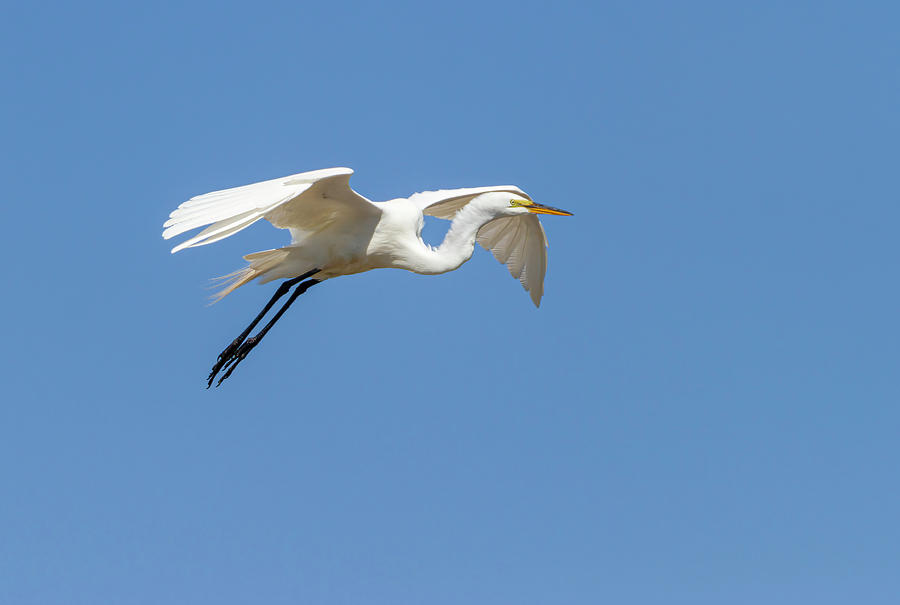 Great Egret 2014-14 Photograph by Thomas Young
