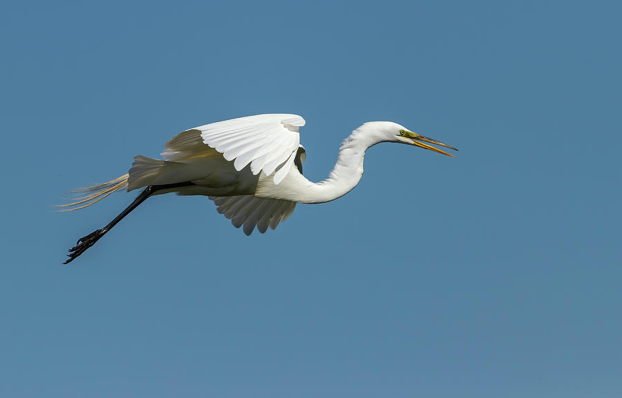 Great Egret 2014-15 Photograph by Thomas Young