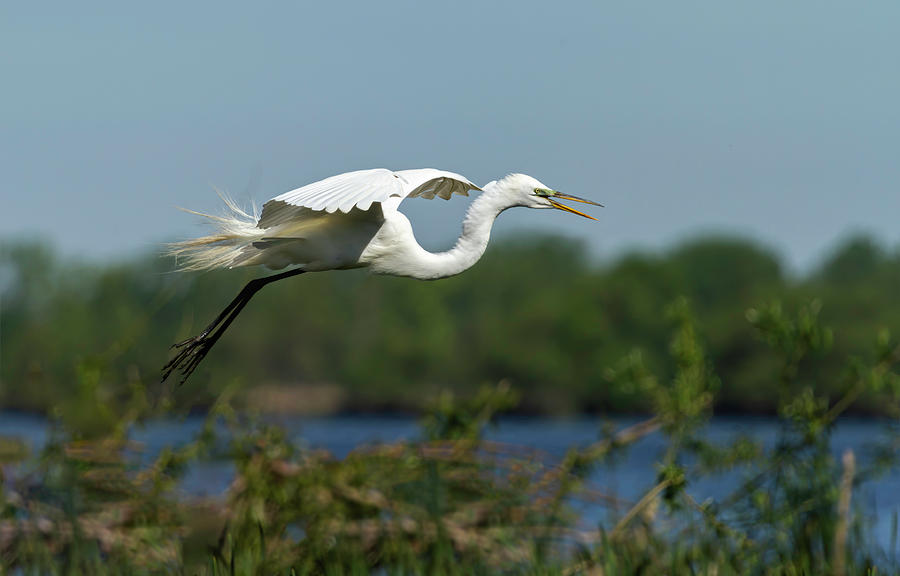 Great Egret 2014-16 Photograph by Thomas Young
