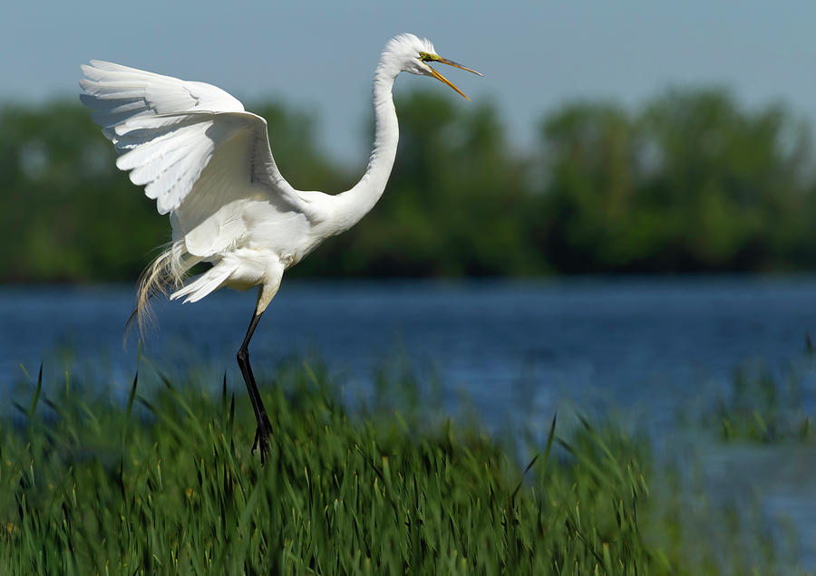 Great Egret 2014-17 Photograph by Thomas Young