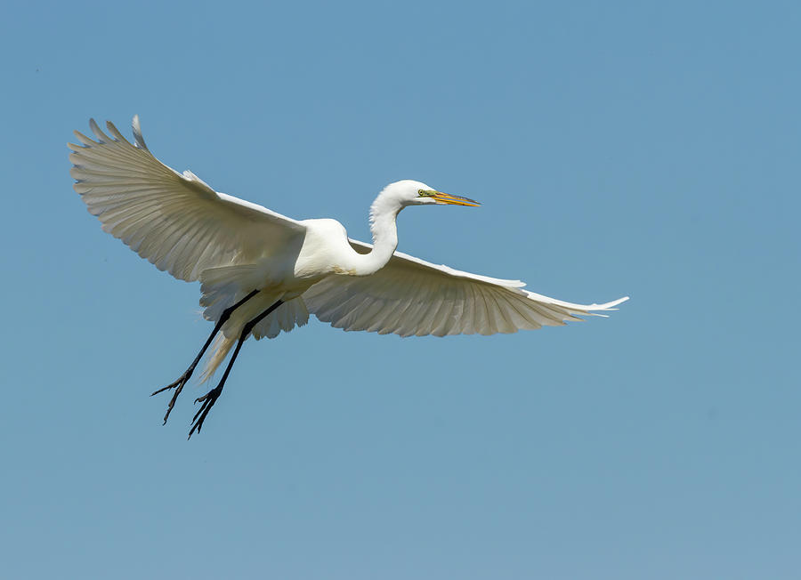 Great Egret 2014-18 Photograph by Thomas Young