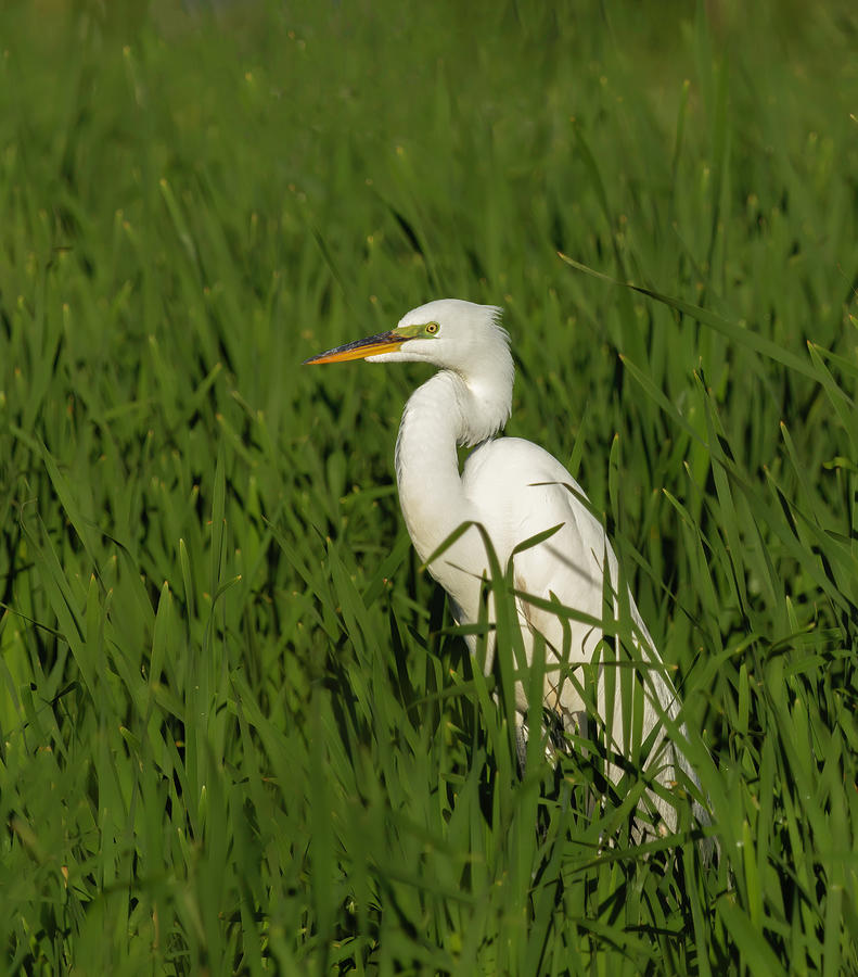 Great Egret 2014-19 Photograph by Thomas Young
