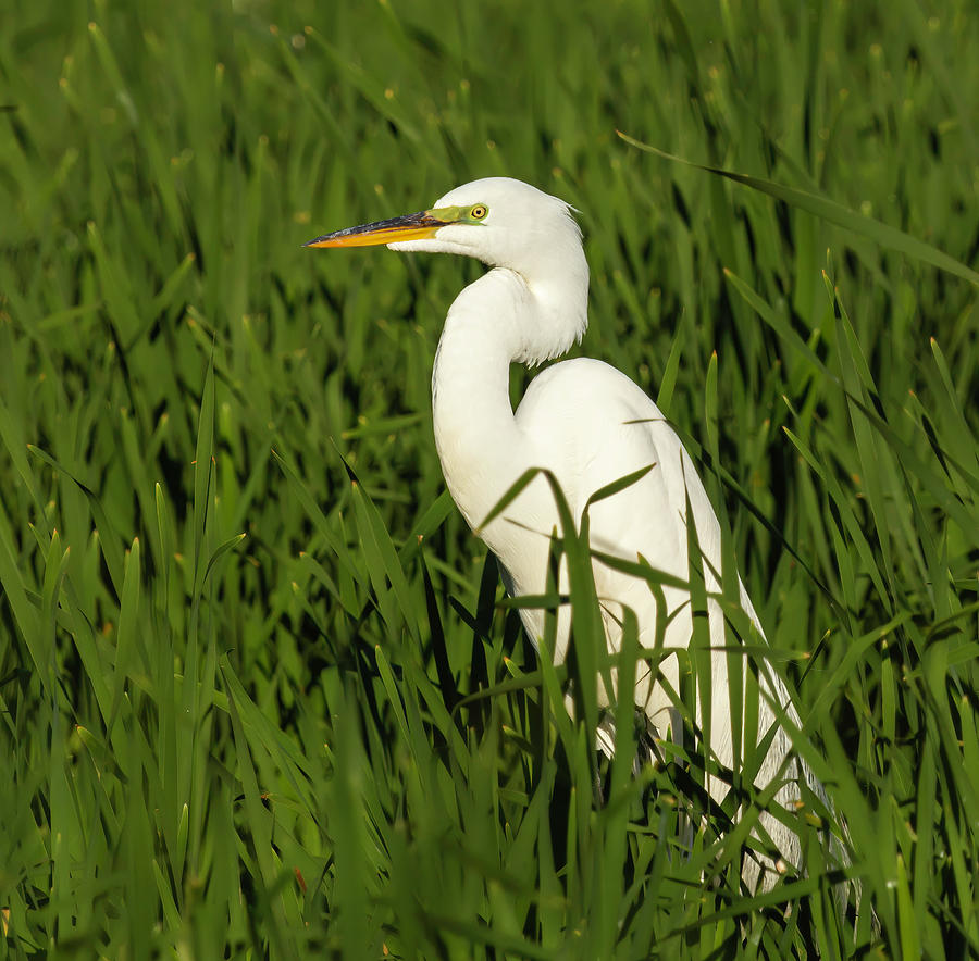 Great Egret 2014-20 Photograph by Thomas Young