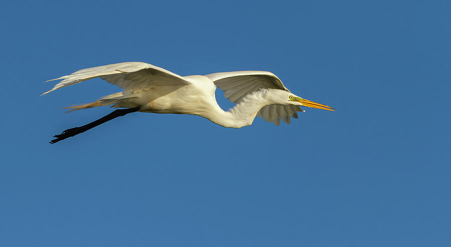 Great Egret 2014-21 Photograph by Thomas Young