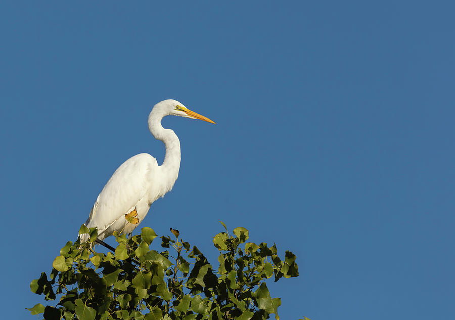 Great Egret 2016-4 Photograph by Thomas Young