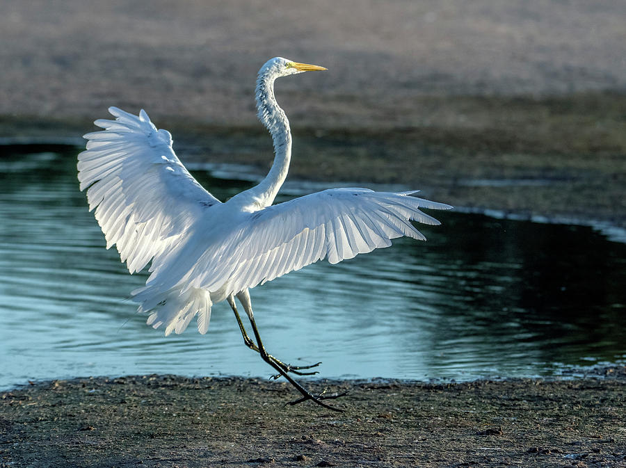 Great Egret 2110-070621-2 Photograph by Tam Ryan