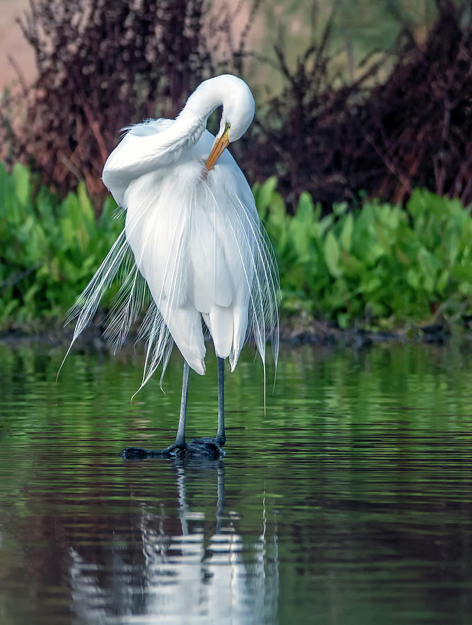 Great Egret 2232-122520-2 Photograph by Tam Ryan
