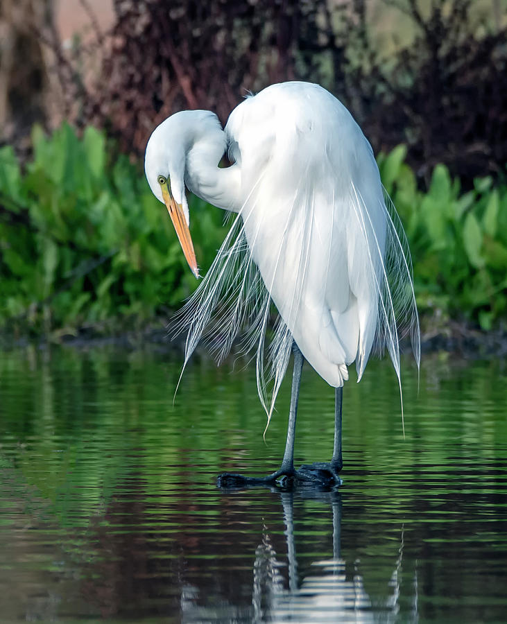 Great Egret 2236-122520-2 Photograph by Tam Ryan