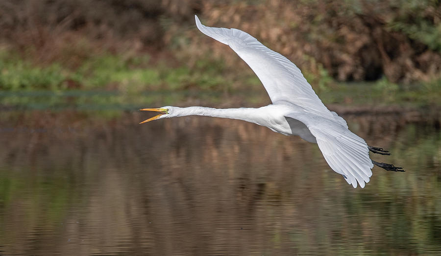 Great Egret 2238-111121-2 Photograph by Tam Ryan