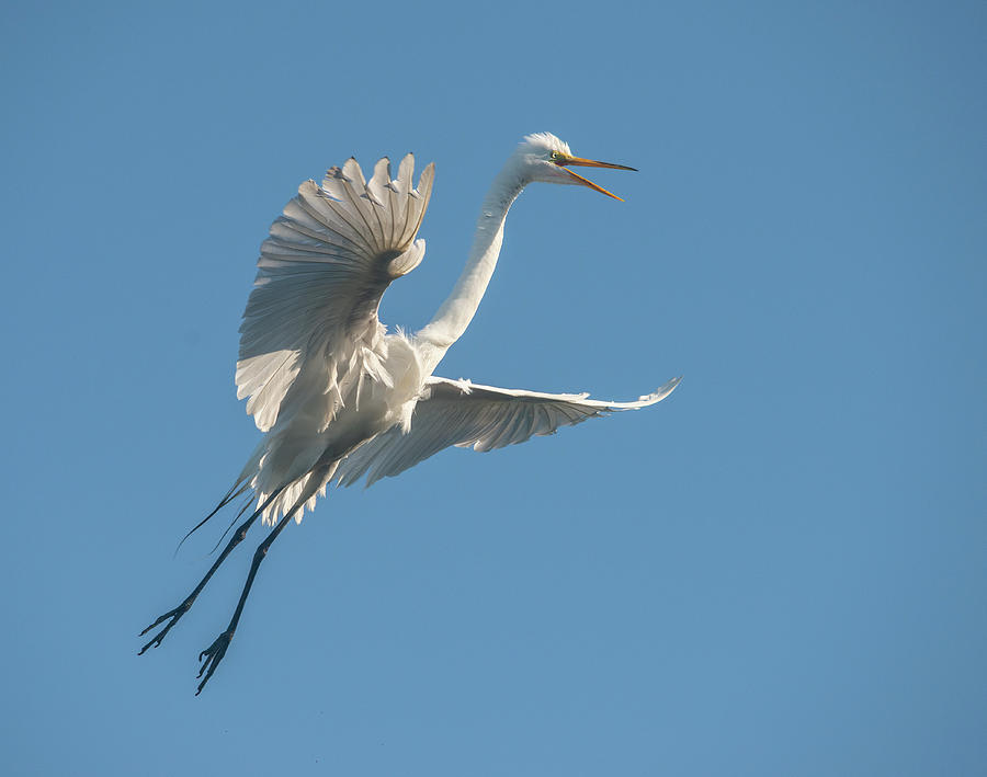 Great Egret #23 Photograph by Wade Aiken