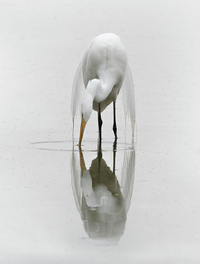 Great Egret 2301-032822-2 Photograph by Tam Ryan