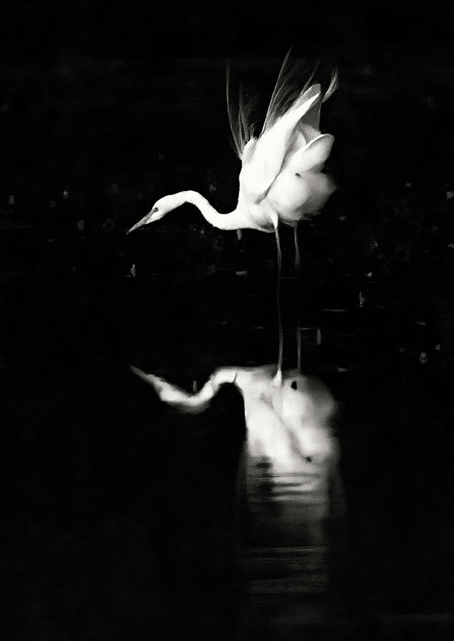 Great Egret 2376-012722-3-bw Photograph by Tam Ryan