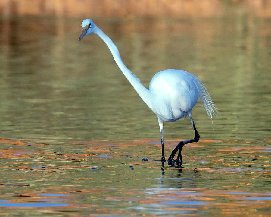 Great Egret 2402-122620-2 Photograph by Tam Ryan