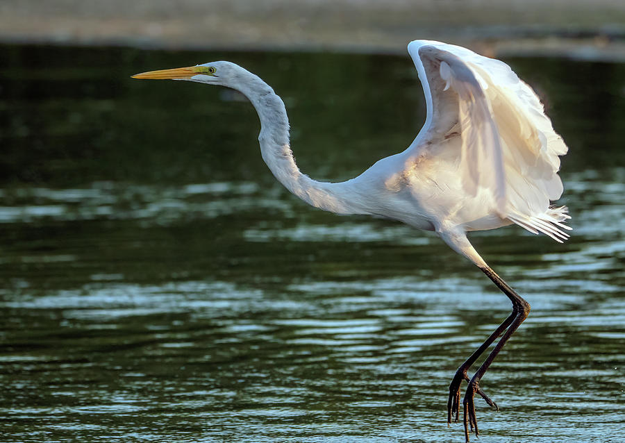 Great Egret 2599-120821-2 Photograph by Tam Ryan